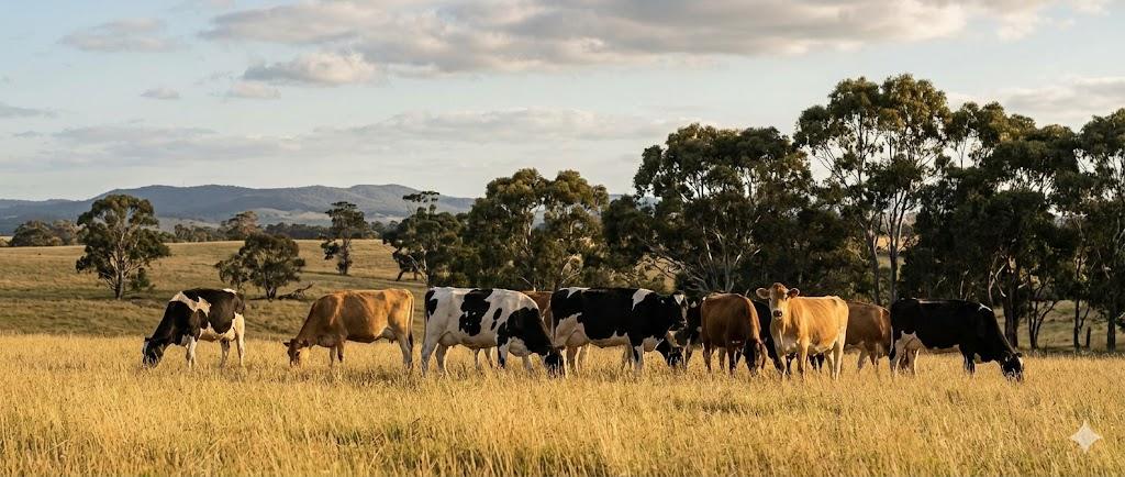 Dairy cattle on Australian pasture at late afternoon