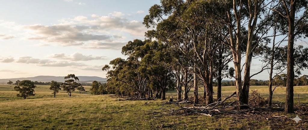 Australian eucalypt shelterbelt at morning light with sheep in foreground