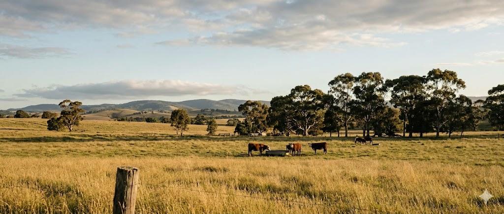 Australian mixed-farm paddock with cattle and shelterbelt